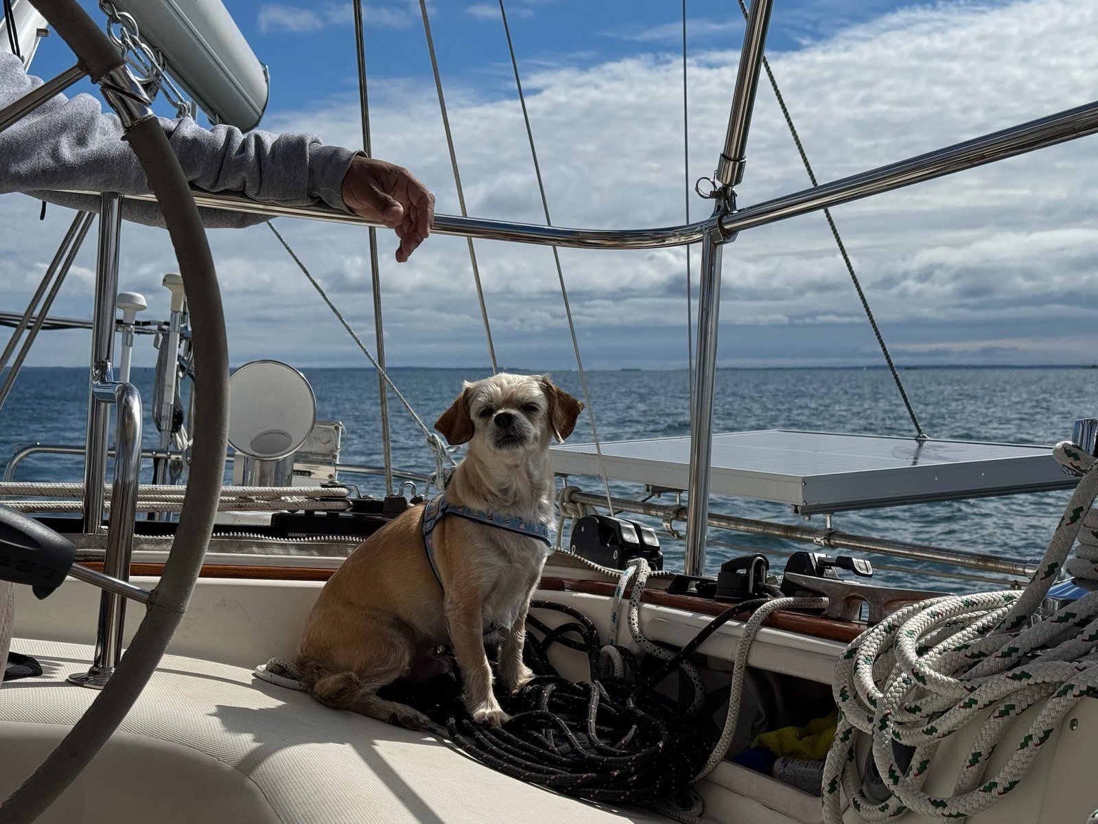 Captain Benji - Dog Sailing the boat during a charter to Martha's Vineyard