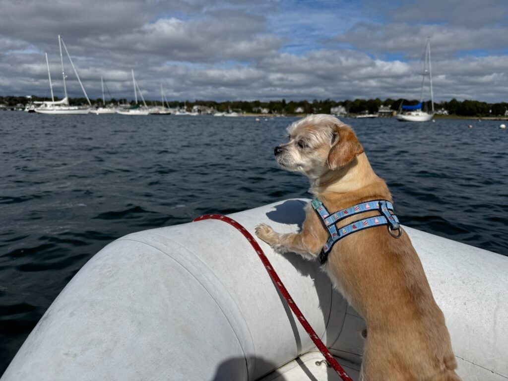 Captain Benji small dog going to pick up the next sailboat charter guests on Martha's Vineyard
