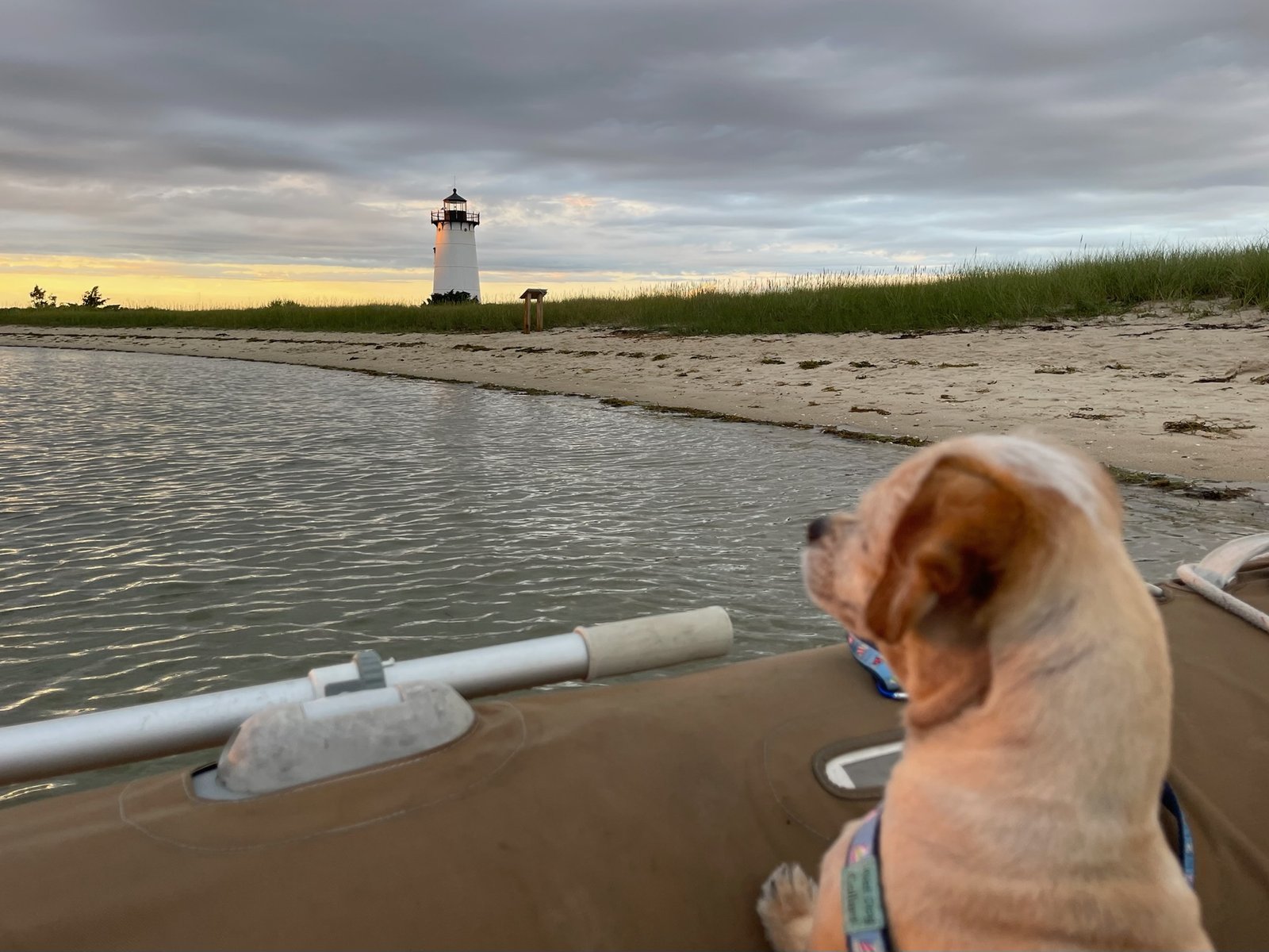 Captain Benji - Dog looking at the Edgartown Lighthouse in Martha's Vineyard with the beach while chartering sailboat in Martha's Vineyard