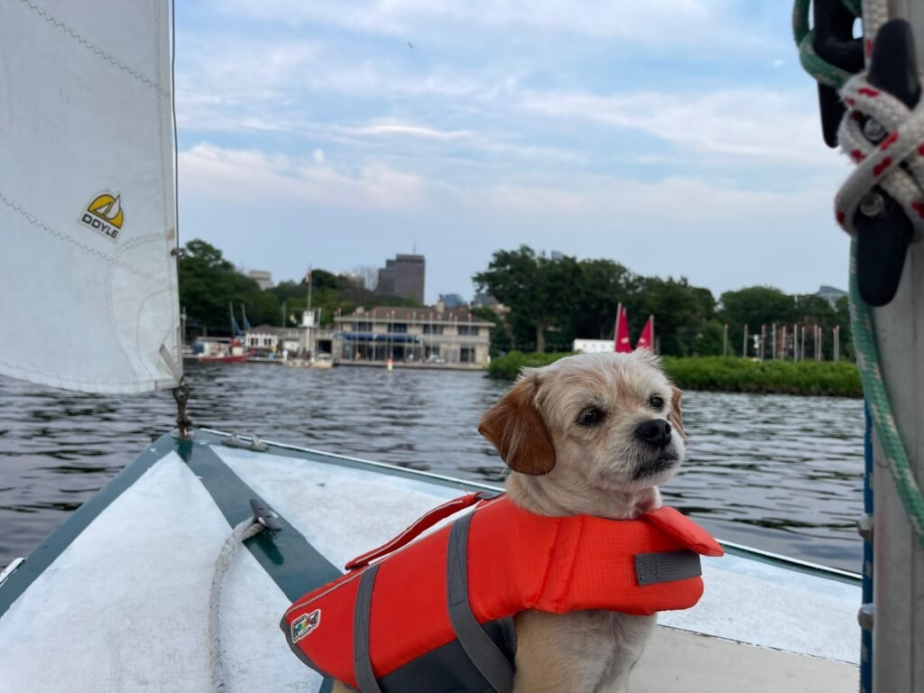 Captain Benji small dog in lifejacket on boat of sailboat leaving Martha's Vineyard on a sailboat charter