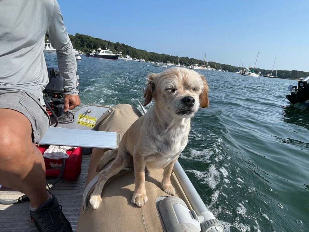 Captain Benji  small dog riding in the dinghy inflatable boat to shore in Lake Tashmoo after a charter in Martha's Vineyard