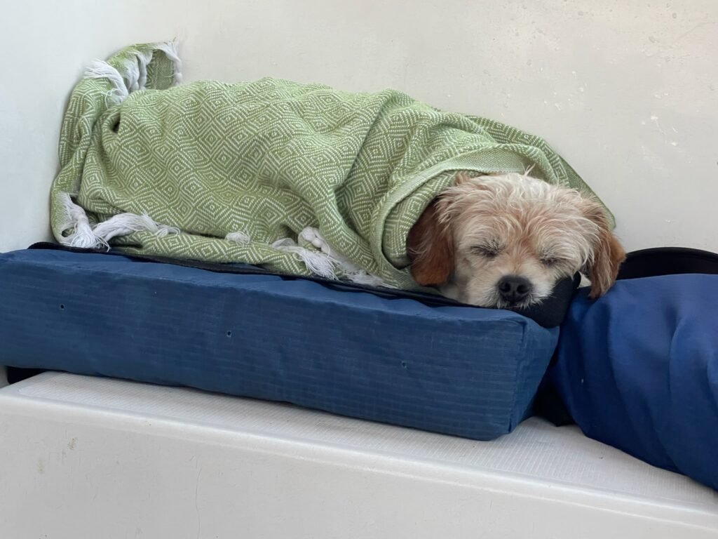 Captain Benji -small dog taking nap cuddling on sailboat in Martha's Vineyard waiting for the next charter