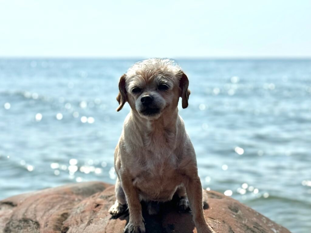 Captain Benji small dog posing on a rock in Martha's Vineyard ready to go sailing with his next charter guests